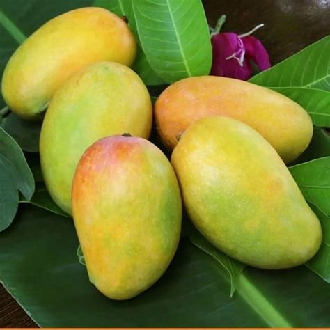 Mango .